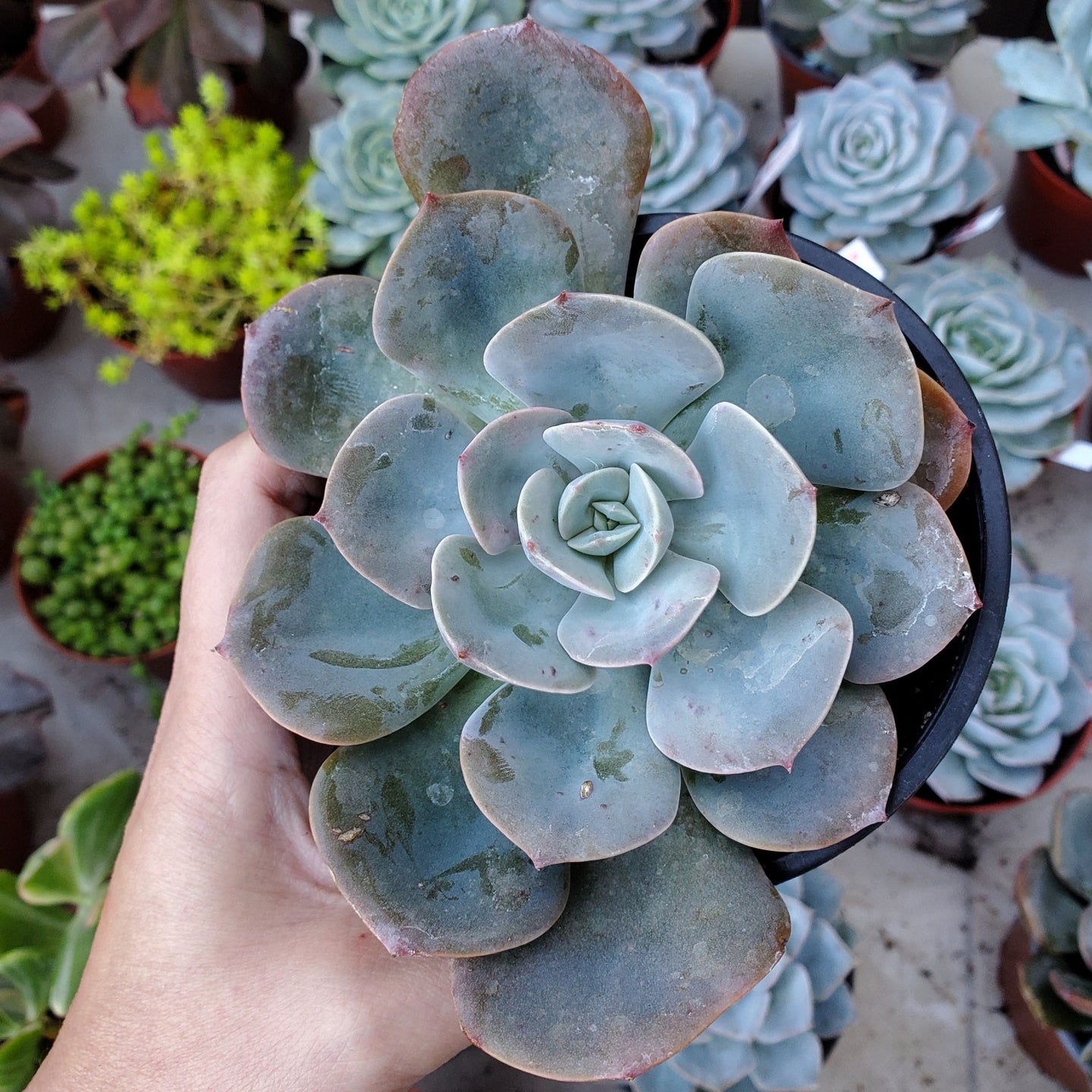Echeveria 'Dusty Rose'
